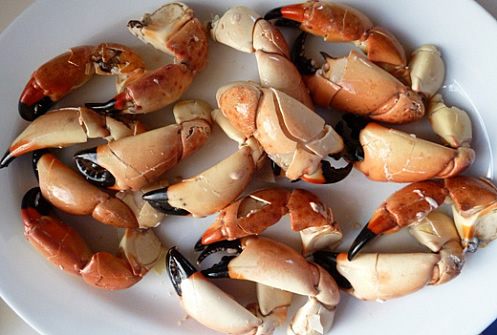 stone-crabs