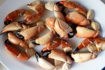 stone-crabs