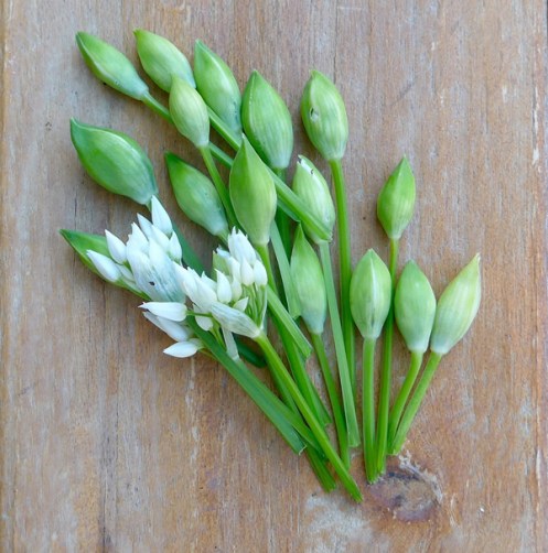 Bärlauch-Blütenknospen